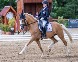 stallion Helios B (German Riding Pony, 2008, from Der Harlekin B)