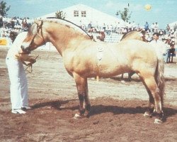 stallion Olger F 114 (Fjord Horse, 1974, from Oswald I-31)