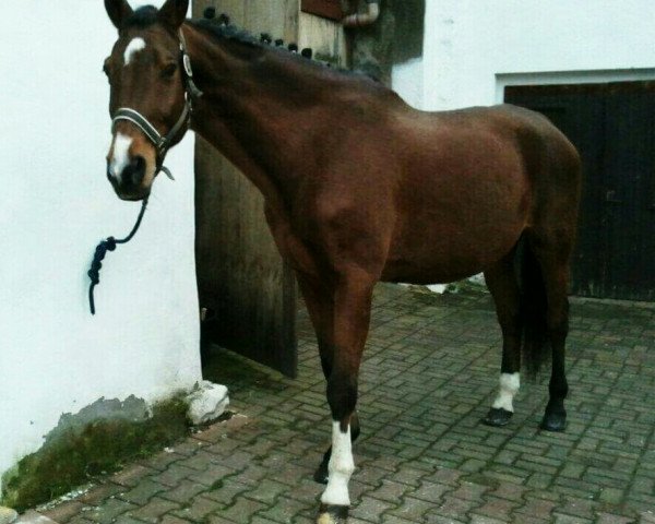 horse Azur (Noble Warmblood, 1993, from Adamo II 1422)