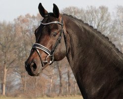 stallion Chico's Boy (Holsteiner, 2000, from Carpaccio)