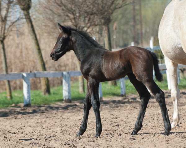 Pferd Glitz (Ungarisches Warmblut, 2017, von Lasino)