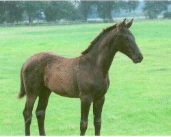 dressage horse Bella (Hanoverian, 2009, from Christ)