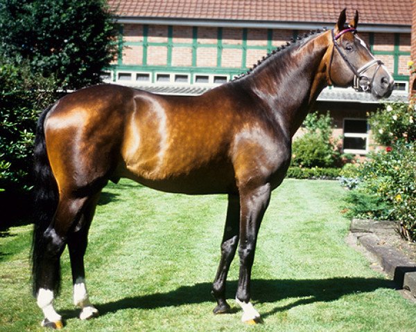 horse Silvio I (Oldenburg, 1987, from Sandro)