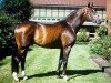 stallion Silvio I (Oldenburg, 1987, from Sandro)