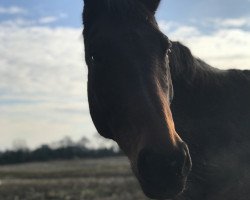 broodmare Florentina 59 (Bavarian, 2004, from Rubin Royal OLD)