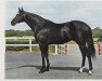 horse Hardicanute xx (Thoroughbred, 1962, from Hard Ridden xx)