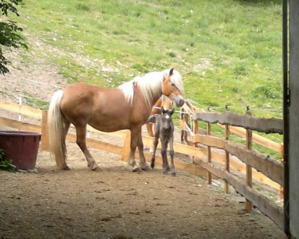 Zuchtstute Natascha (Haflinger, 2007, von Antinor's Alpenstern)