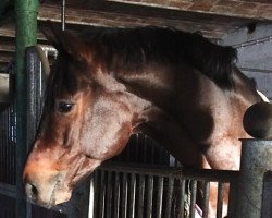 dressage horse Donald Von Klevendeich (Holsteiner, 2009, from de Chirico)