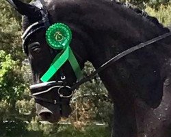 dressage horse Pharao 77 (Westphalian, 2004, from Praktiker)