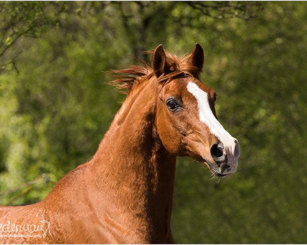 horse Mik (Arabian thoroughbred, 1993, from Mirok Monpelou ox)