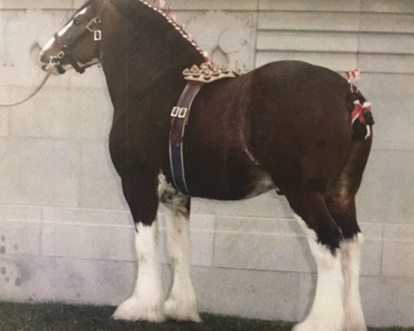 stallion Bardrill Glenord (Clydesdale, 1965, from Glenord)