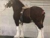 Deckhengst Bardrill Glenord (Clydesdale, 1965, von Glenord)