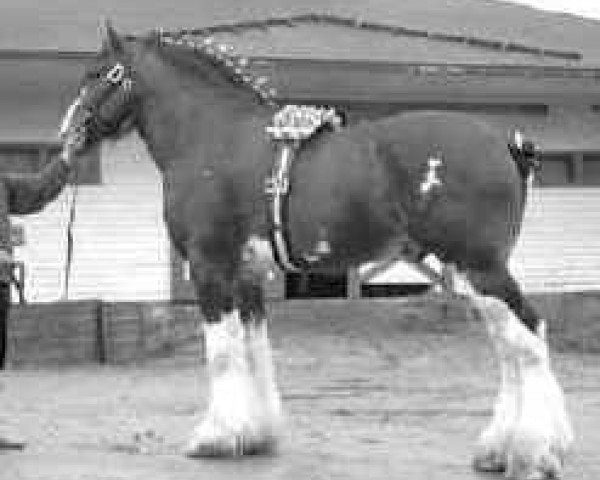 Deckhengst Olde Pine Tree Winston (Clydesdale, 1986, von Bardrill Ambassador)