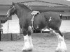 Deckhengst Olde Pine Tree Winston (Clydesdale, 1986, von Bardrill Ambassador)