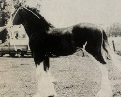 Deckhengst Greendykes Sherman (Clydesdale, 1992, von Millisle Perfection)