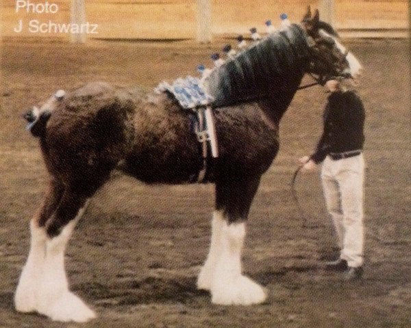 stallion S B H Phoenix (Clydesdale, 1998, from Greendykes Sherman)