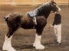 Deckhengst S B H Phoenix (Clydesdale, 1998, von Greendykes Sherman)