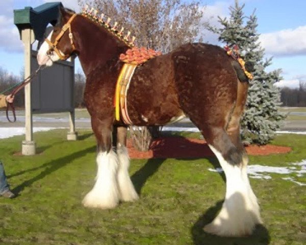 Deckhengst Zorra Highland Captain (Clydesdale, 2004, von S B H Phoenix)