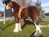 Deckhengst Zorra Highland Captain (Clydesdale, 2004, von S B H Phoenix)