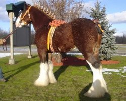 stallion Zorra Highland Captain (Clydesdale, 2004, from S B H Phoenix)