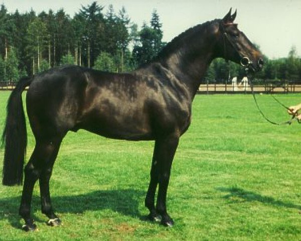 stallion Lord Liberty (Holsteiner, 1985, from Lord)