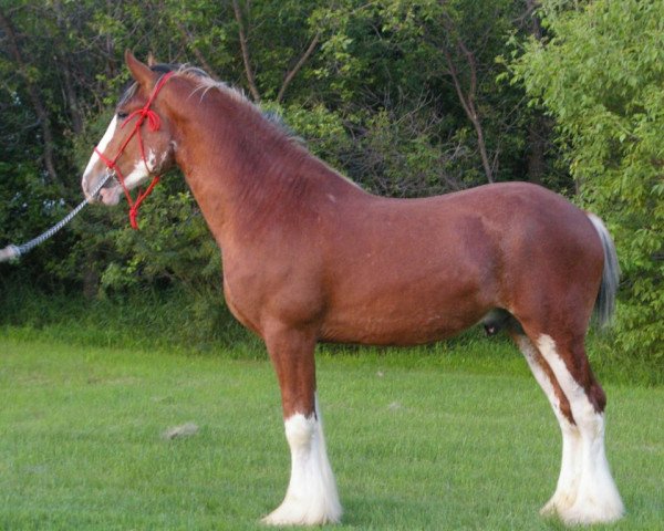 horse Willow Way Keystone (Clydesdale, 2010, from Zorra Highland Captain)