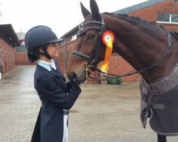 dressage horse Soulmate 4 (Hanoverian, 2006, from Sandro Hit)