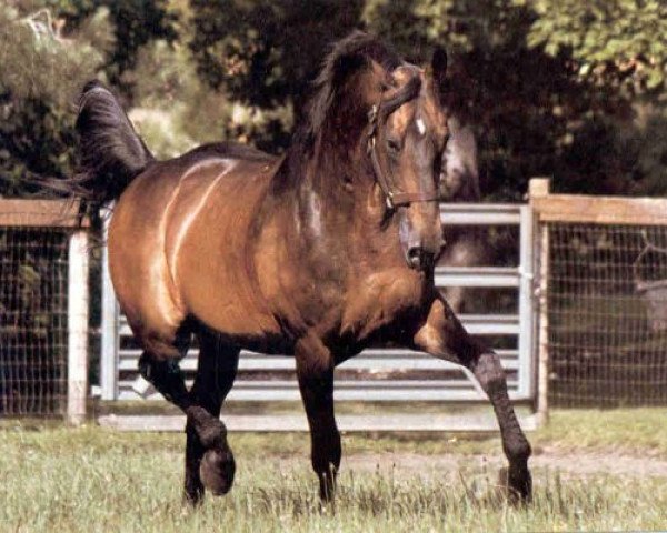 horse Galoubet A (Selle Français, 1972, from Almé Z)