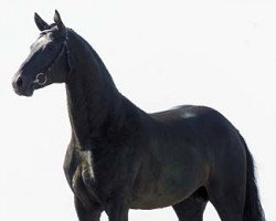 stallion Wind Dancer (Hanoverian, 1997, from Weltruhm)