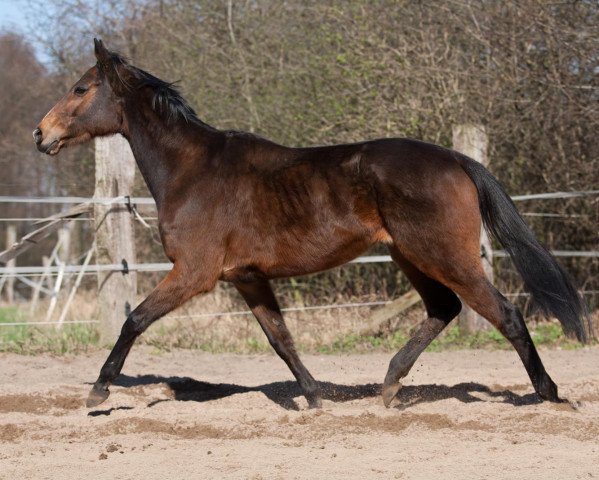 dressage horse First Lilly xx (Thoroughbred, 2006, from Tiger Hill xx)