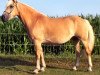 broodmare Prinses Kelly van 't Ruitersgat (Haflinger, 2000, from Arizona)