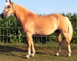 Zuchtstute Prinses Kelly van 't Ruitersgat (Haflinger, 2000, von Arizona)