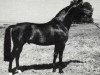 stallion Anduc (Trakehner, 1981, from Marduc)
