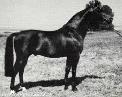 stallion Anduc (Trakehner, 1981, from Marduc)