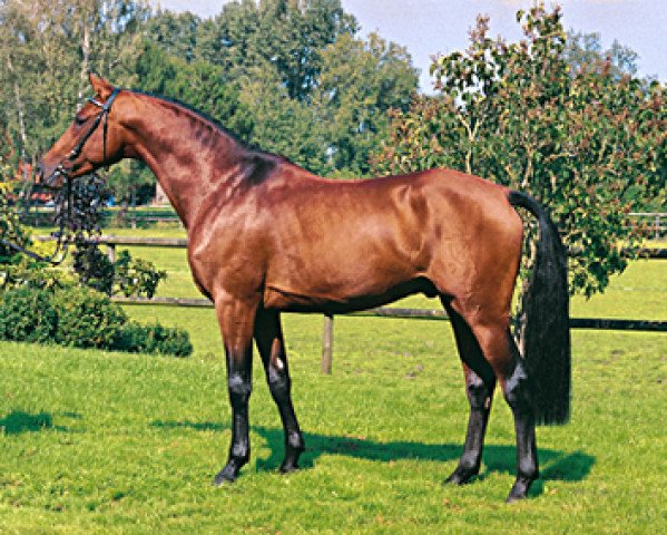 Springpferd Cayetano L (Holsteiner, 2001, von Candillo Z)
