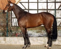 stallion C-Max (Holsteiner, 2004, from Calido I)