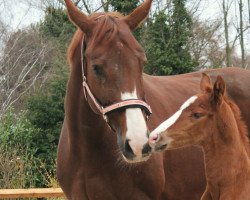 broodmare Diva de Luna 2 (Hanoverian, 2007, from Dancier)