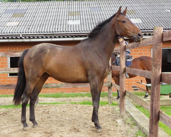 horse Rogatty (Hanoverian, 2008, from Renomee xx)