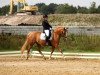 dressage horse Royal Revolution 2 (German Riding Pony, 2002, from What A Boyx ox)