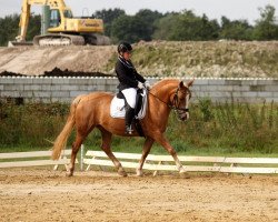 dressage horse Royal Revolution 2 (German Riding Pony, 2002, from What A Boyx ox)