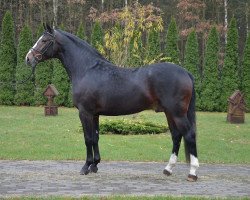 Pferd Elvis (Polnisches Warmblut, 2015)