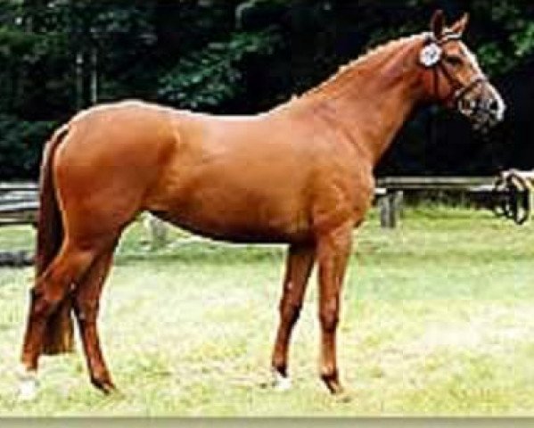horse Maizauber (Trakehner, 1984, from Bartholdy)