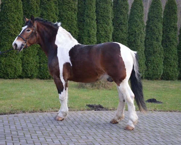 horse Norman (Polish Heavy Draft, 2014)