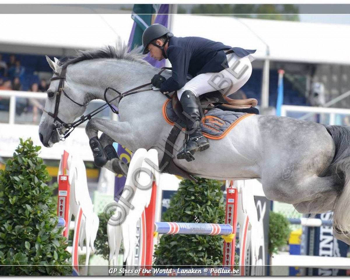 Deckhengst Cyrano D'Orbri (Luxemburgisches Reitpferd, 2006, von Cicero Z van Paemel)