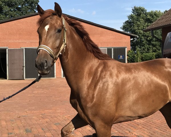 broodmare Zerafinja (Oldenburg, 2014, from Zack)