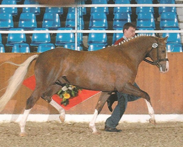 stallion Melvin 23 (German Riding Pony, 2005, from Mangold)