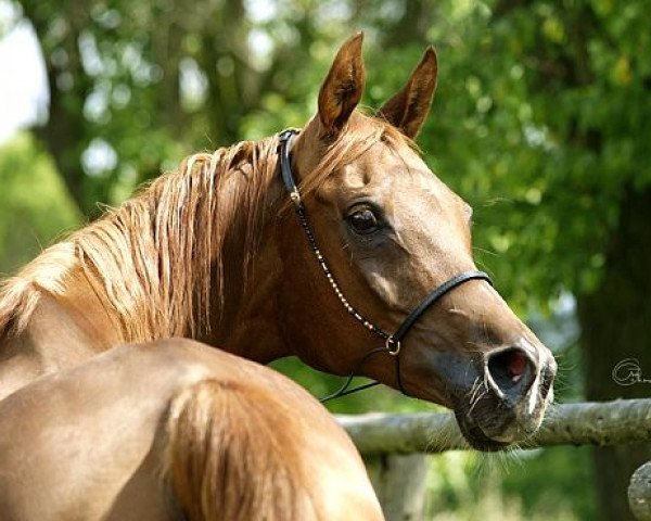 broodmare Hamasa Rumah ox (Arabian thoroughbred, 2008, from Mirza II ox)