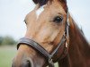 dressage horse Larena (Hessian Warmblood, 1999, from Leicester)