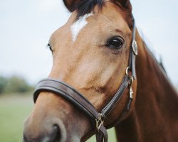 dressage horse Larena (Hessian Warmblood, 1999, from Leicester)