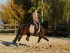 dressage horse Einstein 175 (Hanoverian, 2011, from Estobar NRW)